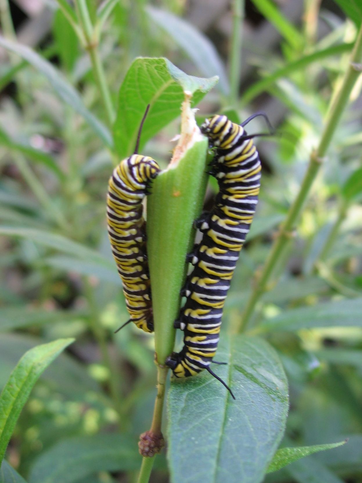 Pollinators